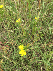 Oenothera berlandieri