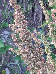 Rumex crispus
