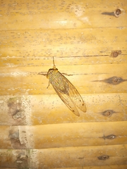 Orientopsaltria fuliginosa