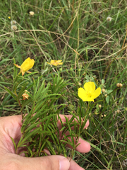 Oenothera berlandieri