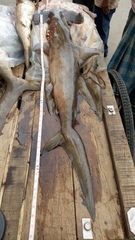 Sphyrna lewini