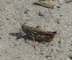 Arcyptera microptera