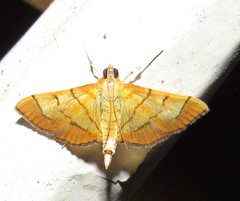 Orphanostigma haemorrhoidalis