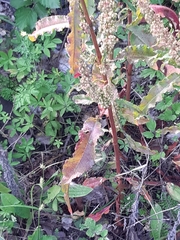 Rumex crispus