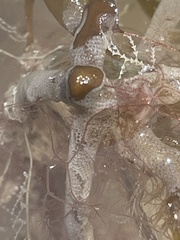 Jellyella tuberculata