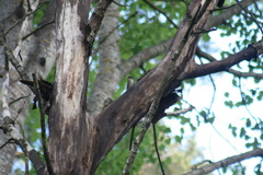 Muscicapa striata