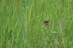 Melitaea diamina
