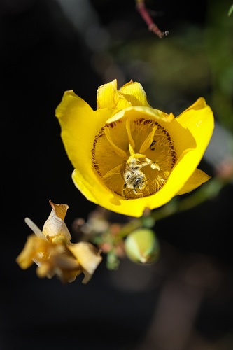 Image of Calochortus concolor by (c) Madeleine Claire, some rights reserved (CC BY)