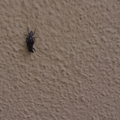 Menemerus bivittatus