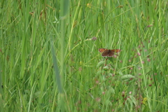 Melitaea diamina