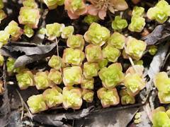 Phedimus stellatus