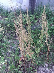 Rumex crispus