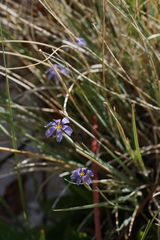 Sisyrinchium halophilum