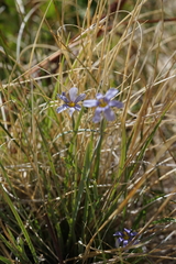 Sisyrinchium halophilum