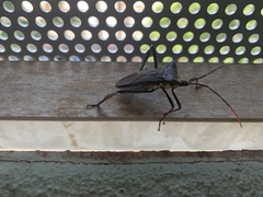 Acanthocephala declivis