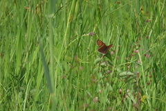 Melitaea diamina