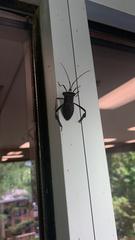 Acanthocephala declivis