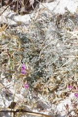 Astragalus argophyllus argophyllus