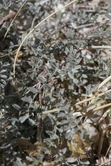 Astragalus argophyllus argophyllus