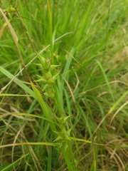 Carex louisianica
