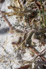 Astragalus argophyllus argophyllus