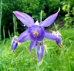 Aquilegia nigricans