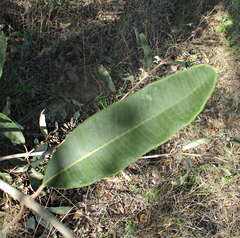 Ozoroa paniculosa