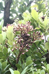 Machilus obovatifolia