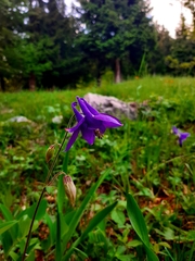 Aquilegia nigricans