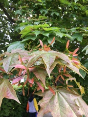 Acer platanoides