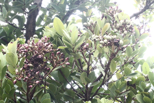Syzygium paucivenium, photograph 6