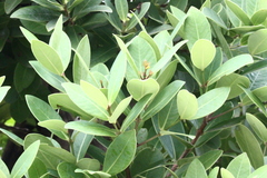 Machilus obovatifolia