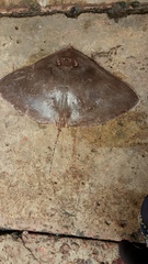 Gymnura poecilura