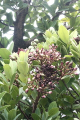 Machilus obovatifolia