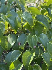 Dioscorea cotinifolia