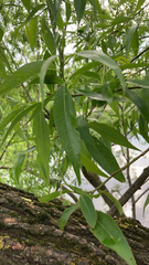 Salix
