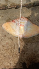 Gymnura poecilura