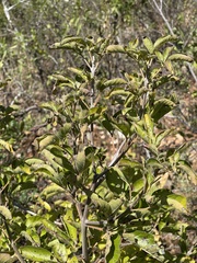 Vitex obovata wilmsii