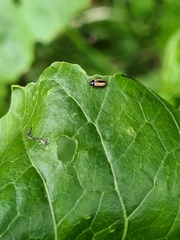 Phyllotreta armoraciae