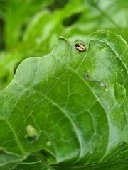 Phyllotreta armoraciae
