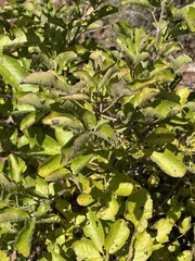 Vitex obovata wilmsii