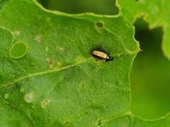 Phyllotreta armoraciae