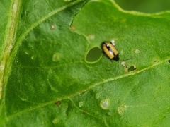 Phyllotreta armoraciae