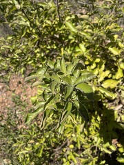 Vitex obovata wilmsii