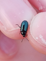 Phratora vulgatissima