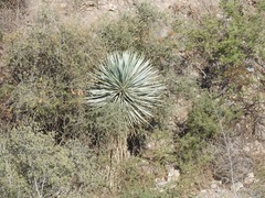 Yucca rigida