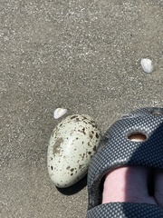 Haematopus palliatus