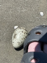 Haematopus palliatus