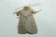 Dasychira vagans