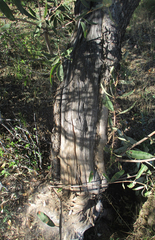 Ozoroa paniculosa